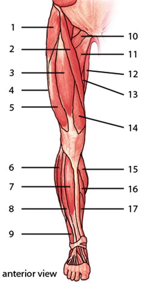 Leg muscles Diagram | Quizlet