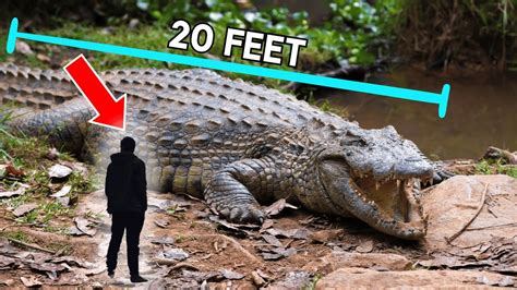 Top 5 Biggest Reptiles In The World Youtube