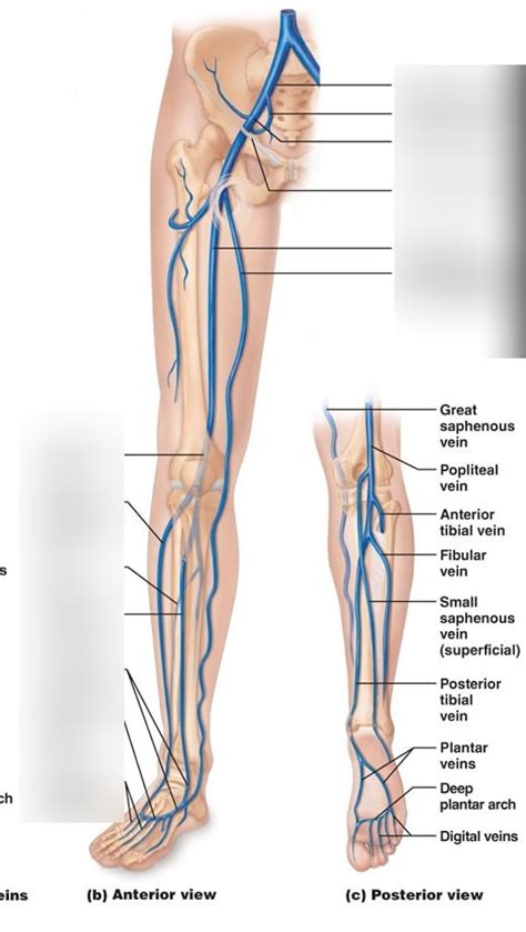 Anatomy Of Blood Vessels Veins Of The Lower Limb Diagram Quizlet