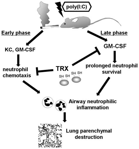 Poly I C Induced Neutrophilic Inflammation Consists Of Two Phases Download Scientific Diagram