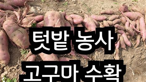 텃밭 농사 고구마 수확했어요 좁은 텃밭에서 이제 고구마 작물은 퇴출하기로 합니다 Youtube