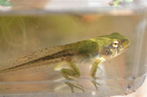 Laubfrösche - treefrogs.de