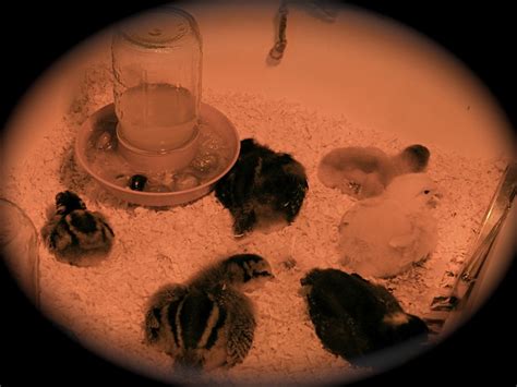 Keeping Chicks at the Right Temperature