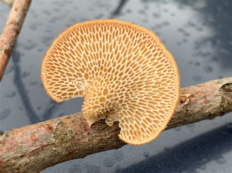 Neofavolus Alveolaris Hexagonal Pored Polypore Mushrooms Of Ct