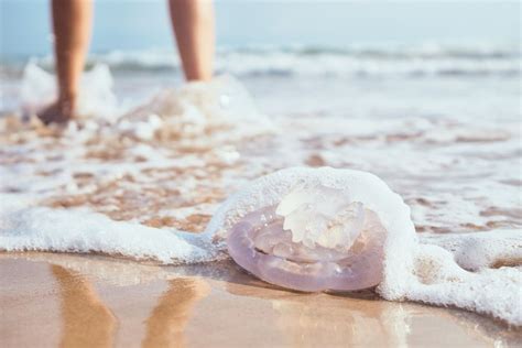 Qu Hacer Ante Una Picadura De Medusa El Peri Dico De Espa A