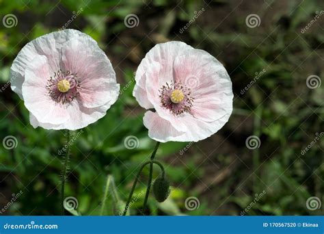 Papaver Has Medicinal Properties Stems Contain Latex Milk Latex In