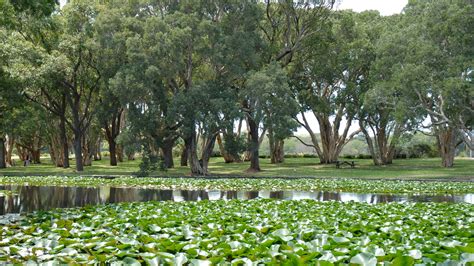 Centennial Park, Sydney, Australia – Park Review | Condé Nast Traveler