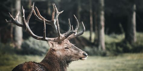 Five Best Elk Hunting Tips for Beginners - Reviews Seekers