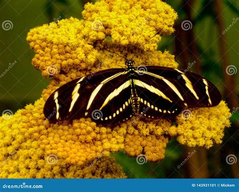 Dollzis Black And Yellow Butterfly Florida