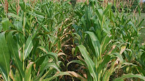 Crop Diseases Ontario Grain Farmer