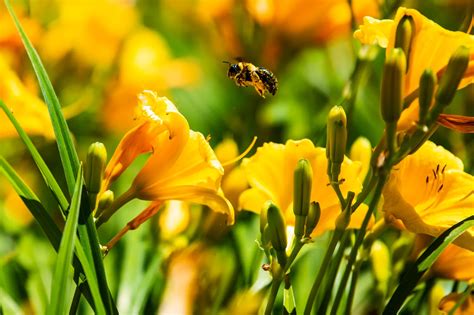 Honeybees Are Key To Biodiversity Researchers Say Ecosystems