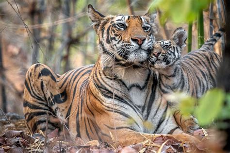 Photographer Captures Tender Moment Between Tiger Mom And Her Cubs