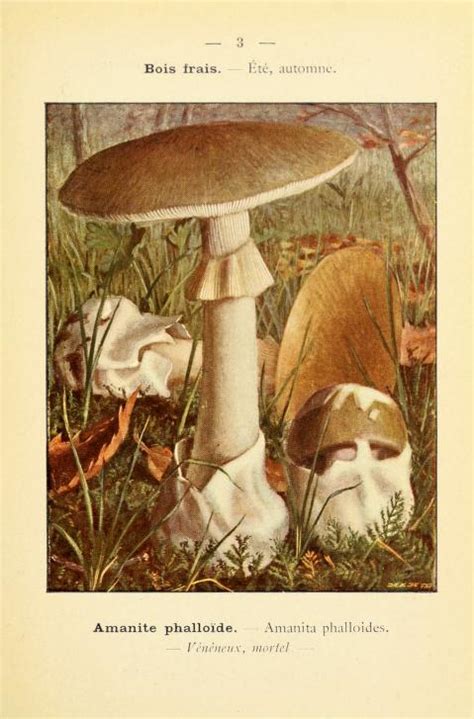 Muchomor Zielonawy Amanita Phalloides Atlas Nagrzyby Pl