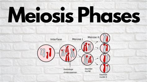 Meiosis: Metaphase 2, Anaphase 2, Prophase 2 - Science Trends