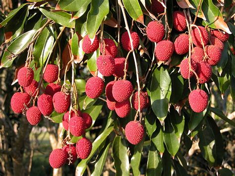 Litchi Tree Pictures Photos Images And Facts On Lychee Trees