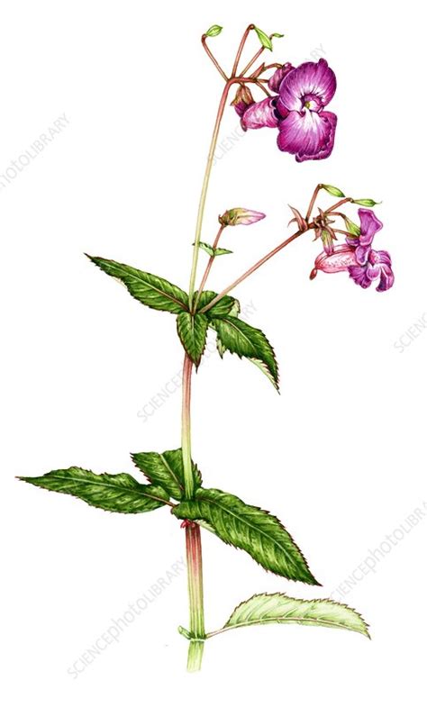 Himalayan Balsam Impatiens Glandulifera Illustration Stock Image