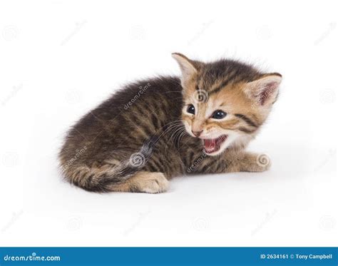 Kitten Crying Stock Image - Image: 2634161