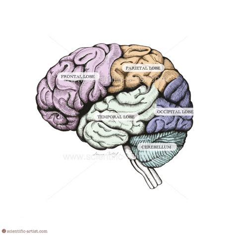 Human Brain Scientific Scientific Artist Joanna Culley