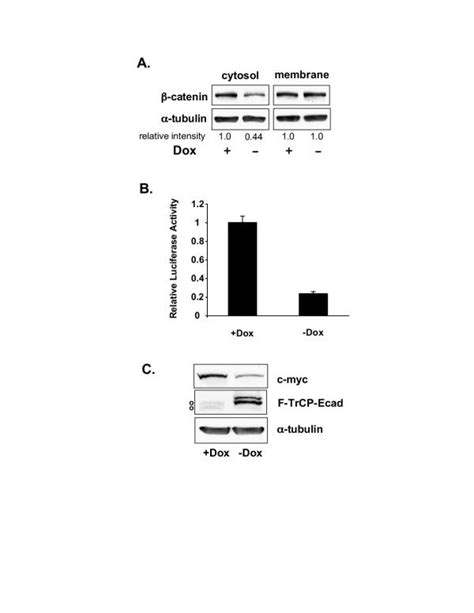 F Trcp Ecad Promotes β Catenin Degradation And Inhibits Wnt Signaling Download Scientific