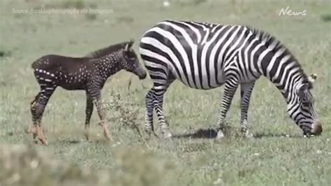 Rare spotted baby zebra discovered by wildlife photographer | Photo ...