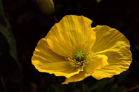 Poppy Yellow Macro Free Photo On Pixabay Pixabay