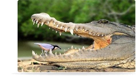 The Egyptian Plover and crocodiles (allegedly) have a symbiotic relationship - When the ...