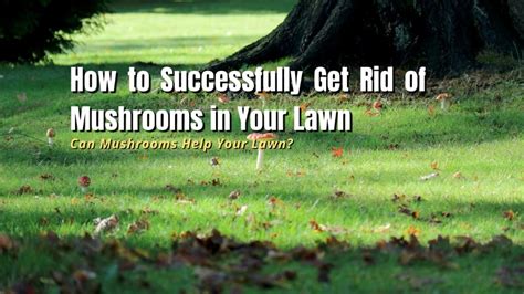 How To Successfully Get Rid Of Mushrooms In Your Lawn The Backyard Pros