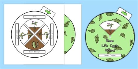 Bean Life Cycle Spin Wheel