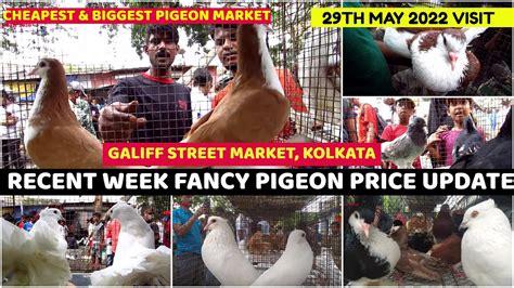 Recent Week Fancy Pigeon Price Update Galiff Street Pet Market West