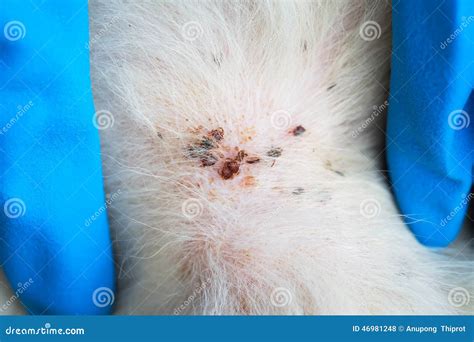 Close Up Of Dog Ticks On The Fur Of White Dog Ticks On Hair Of Dog