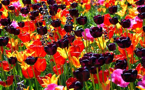 Black Tulips wallpaper | 2560x1600 | #66266