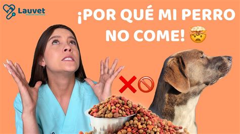 Por Que Un Perro Deja De Comer