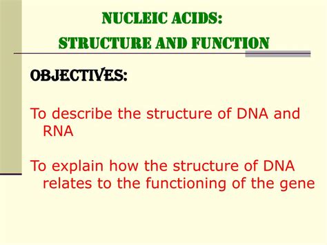 Ppt Nucleic Acids Structure And Function Powerpoint Presentation