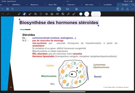 Les Pith Liums Flashcards Quizlet