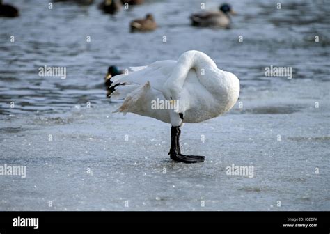 Whooper Swan is the only swan on Iceland Stock Photo - Alamy