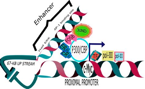 Figure 1 From Estrogen Induces C Myc Transcription By Binding To