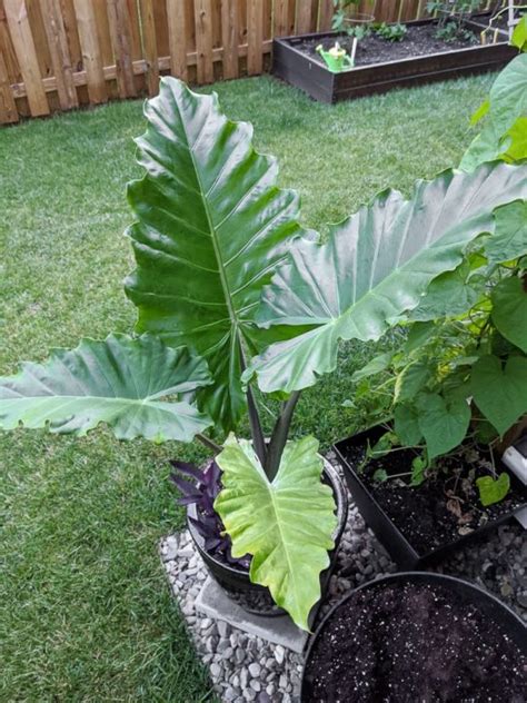 Elephant Ear Plant Care By Brittany Goldwyn Live Creatively