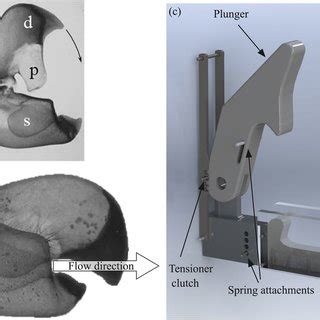 (PDF) Unveiling the physical mechanism behind pistol shrimp cavitation