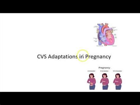 Obstetrics Heart Changes In Pregnancy CVS CardioVascular Adaptations