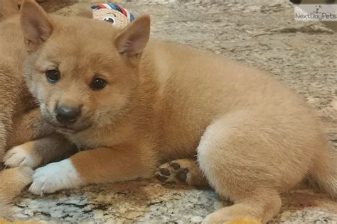 35 Teacup Shiba Inu Price Photo Codepromos