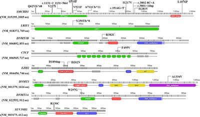 Frontiers Whole Exome Sequencing Highlights Rare Variants In CTCF