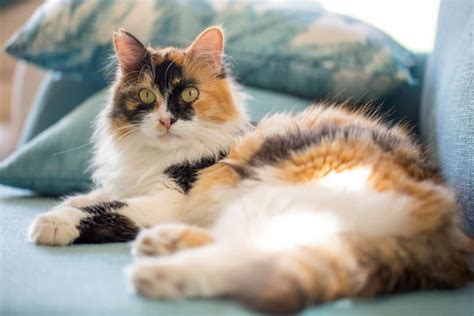 Can a Male Cat Be Calico: 7 Facts – catworldtoday.com