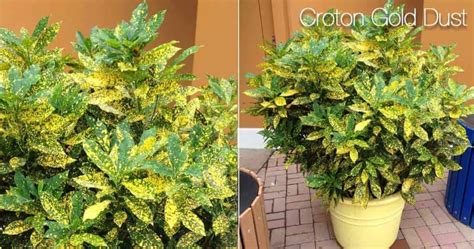 Croton Varieties Types Of Croton Plants For Home And Landscape