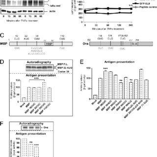 Synthesis of antigenic peptides and full-length proteins is temporally ...