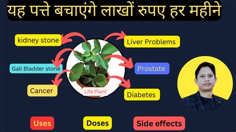 Kalanchoe Pinnata Top Health Benefits Uses Doses Side Effects