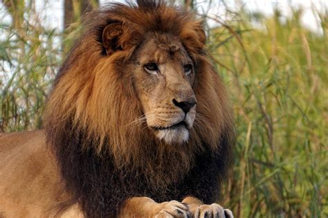 Curiosidades De Los Leones Datos Que Quiz S No Conozcas