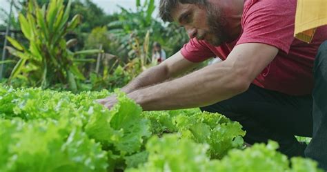 Um Jovem Agricultor Colhendo Alface Org Nica Homem Agricultor Urbano