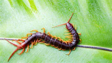 Centipede: Complete Guide to Centipedes (Inside and Outside)