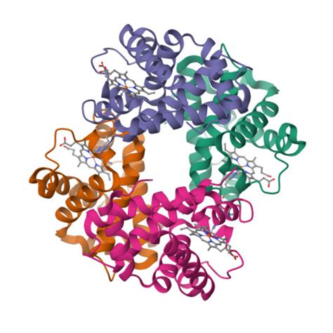 RCSB PDB - 2HBS: THE HIGH RESOLUTION CRYSTAL STRUCTURE OF DEOXYHEMOGLOBIN S