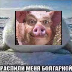 Create Meme Pig Pig Funny Pigs Pig Boar Pictures Meme Arsenal